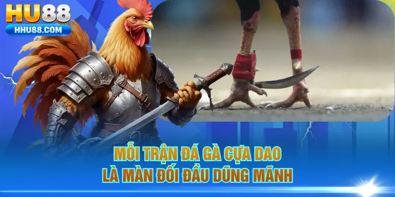 Mỗi trận đá gà cựa dao là màn đối đầu dũng mãnh