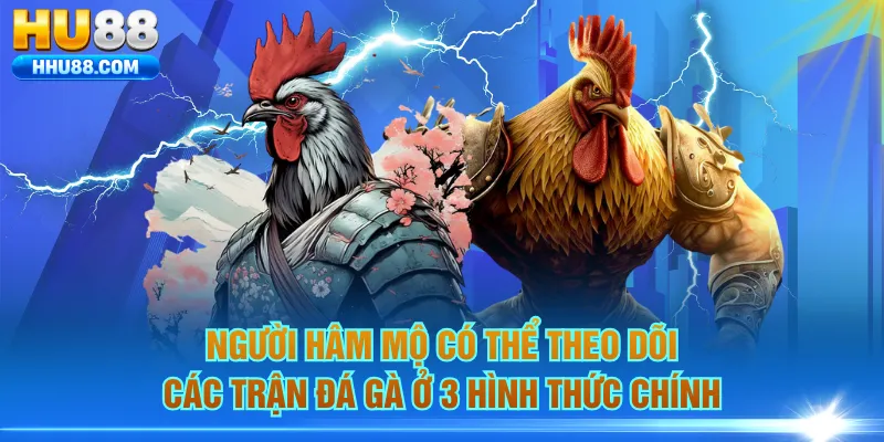 Người hâm mộ có thể theo dõi các trận đá gà ở 3 hình thức chính