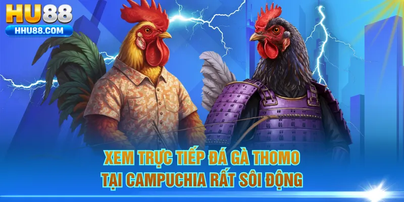 Xem trực tiếp đá gà Thomo tại Campuchia rất sôi động